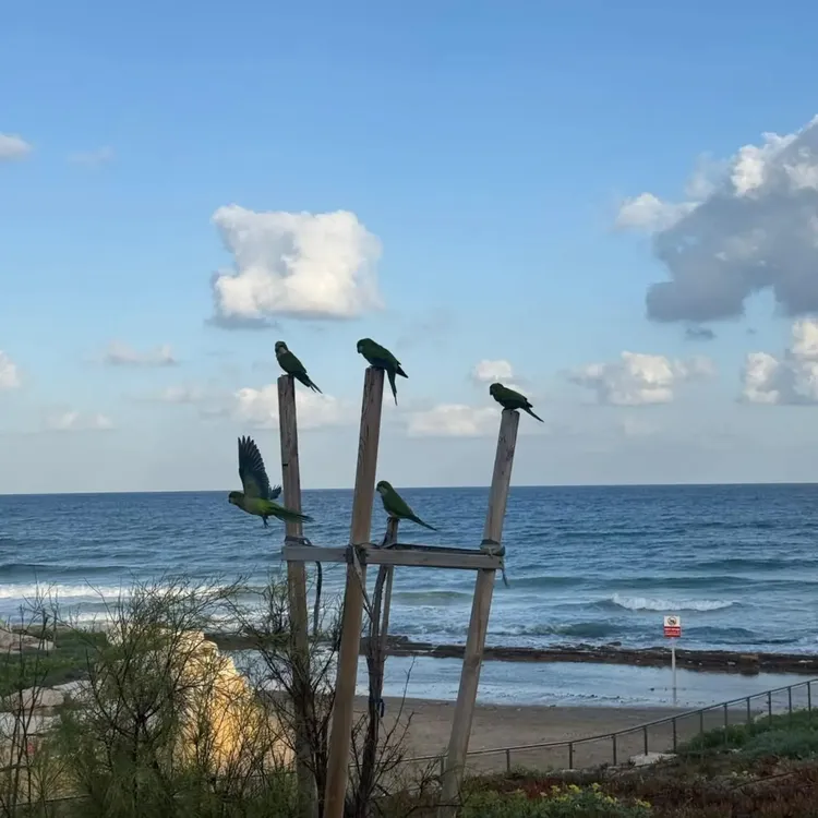 יש משהו בחגים שגורם לבדידות לצרוח לנו באוזן. בתקופה הזאת הווליום של הבדידות מוגבר, לא משום שאנחנו בהכרח בודדים יותר, אלא משום שהתרבות והסביבה תובעות מאיתנו תמונת מציאות של שלמות…